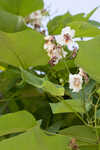 Southern catalpa